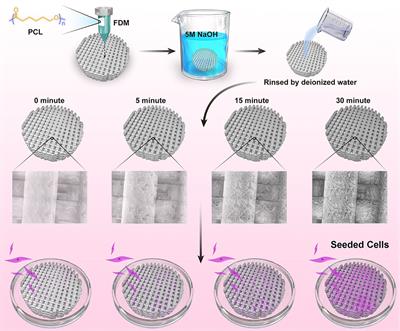 Facile Strategy on Hydrophilic Modification of Poly(ε-caprolactone) Scaffolds for Assisting Tissue-Engineered Meniscus Constructs In Vitro